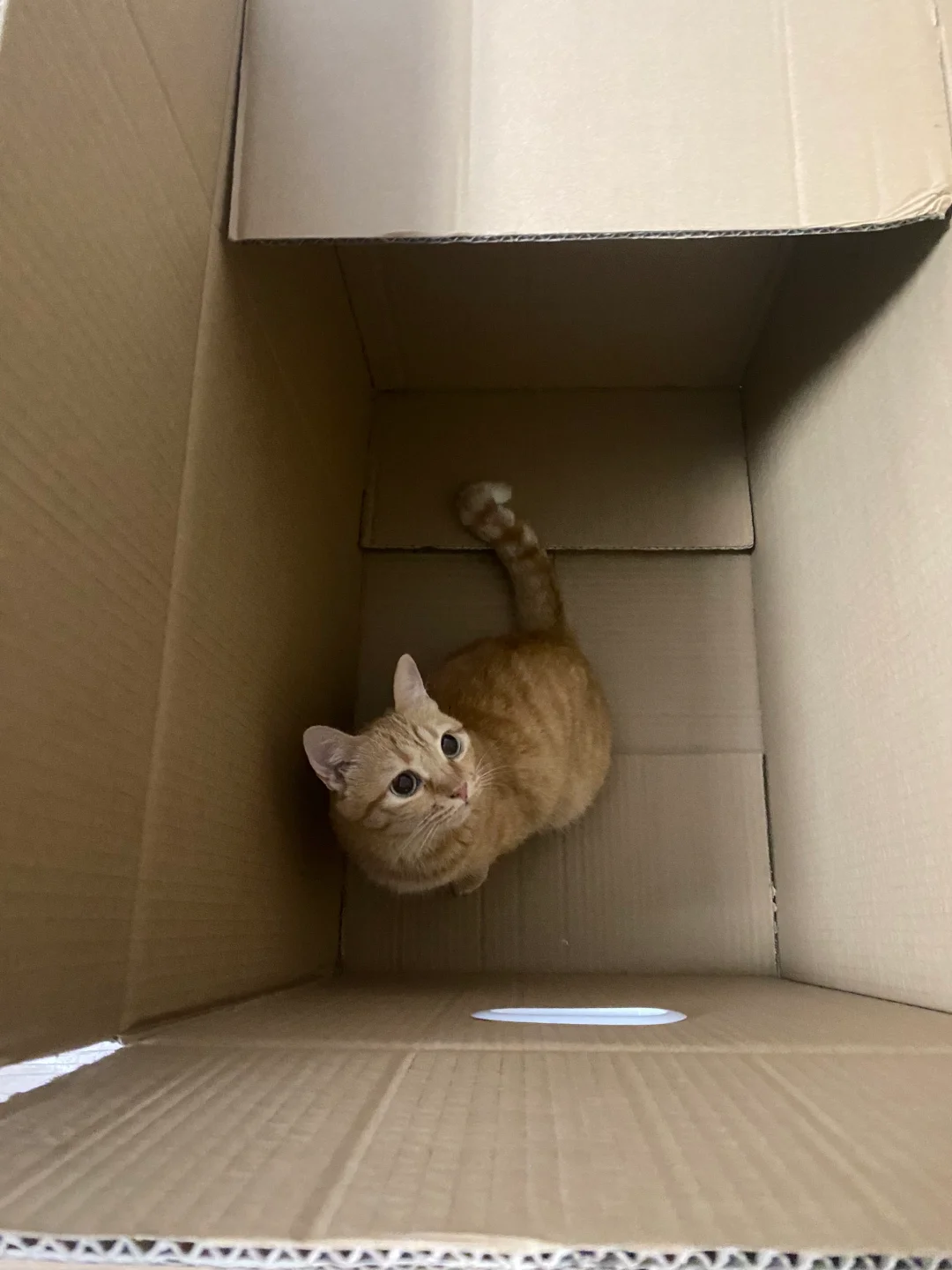 谁能想到搬家最快乐的是小猫
