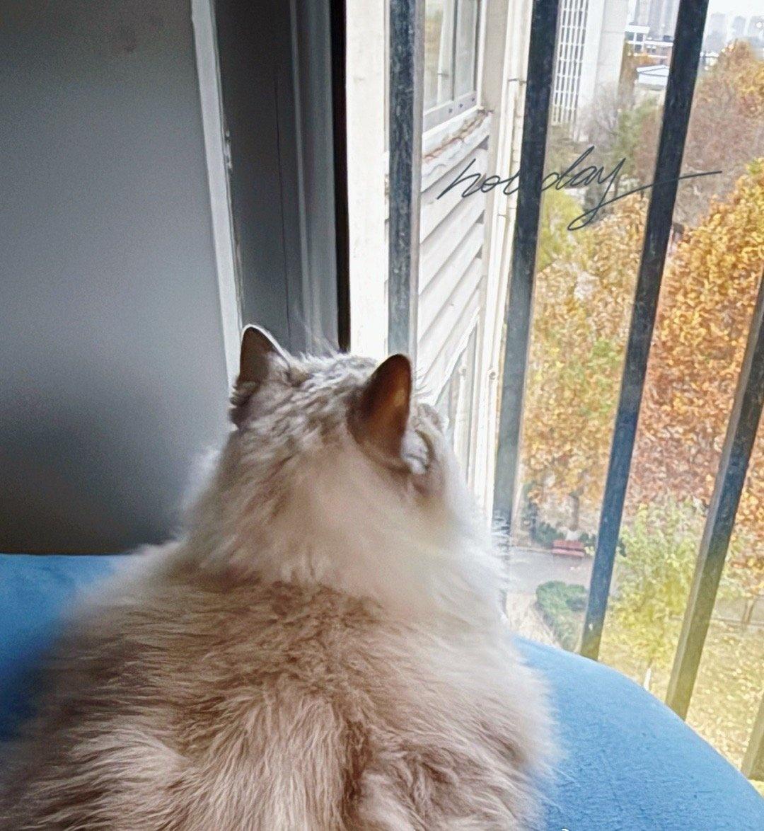 冷空气，你好[熊猫]
新的一周 古德猫宁呀[许愿星] ​