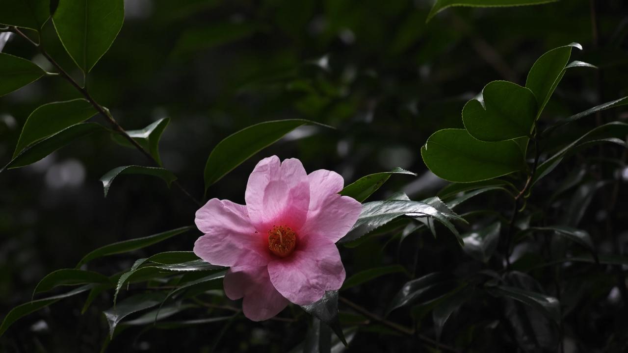 西湖的花，都很美的。