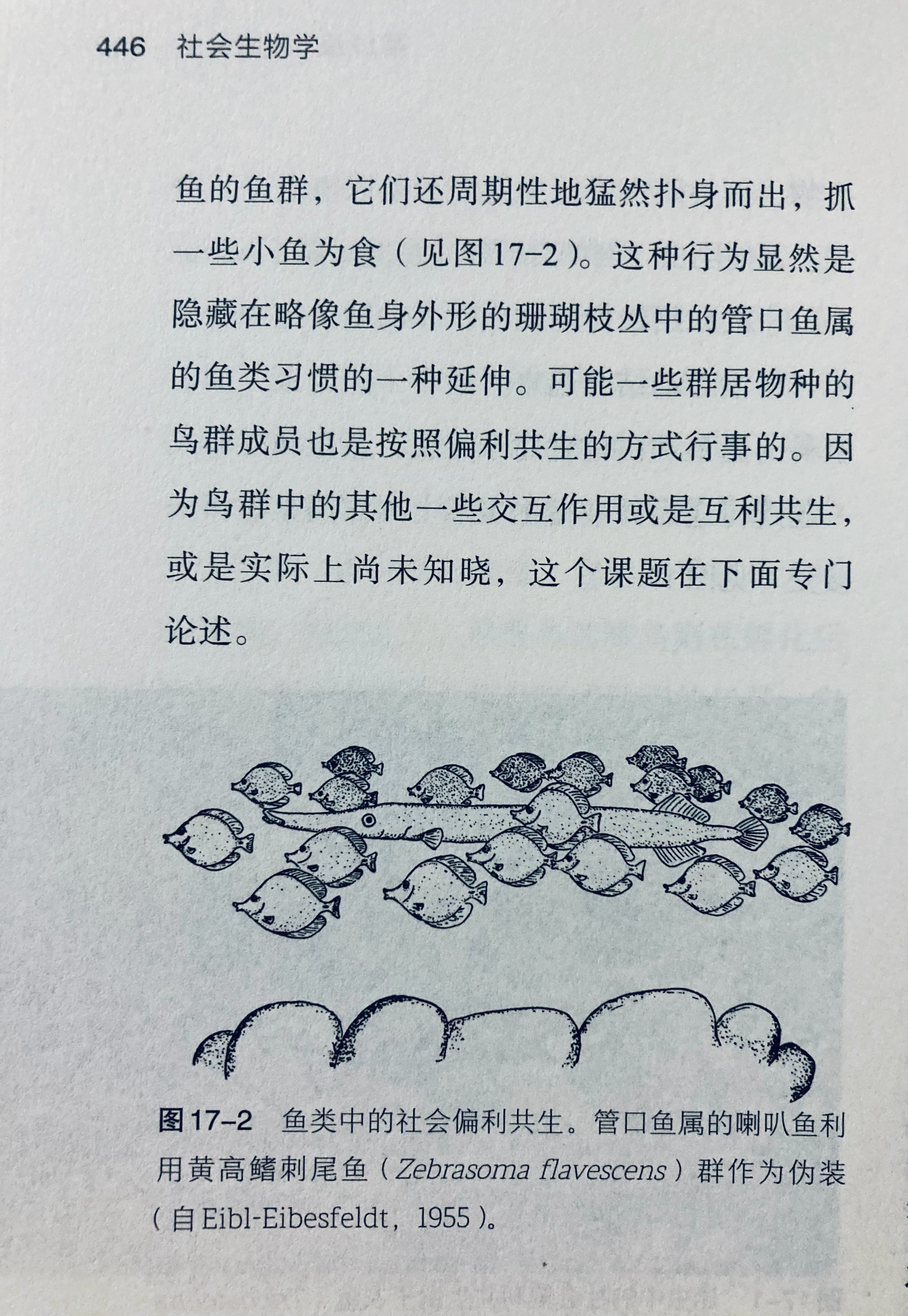 刺客信条基础训练之混入人群[柯基] ​​​