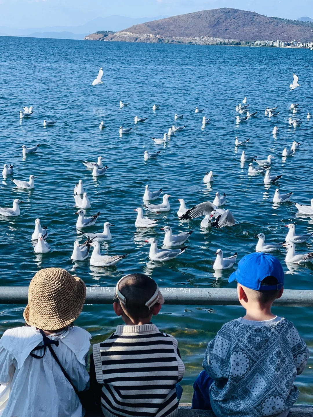 大理旅居Day2⃣️｜迎接洱海第一批海鸥的到来~