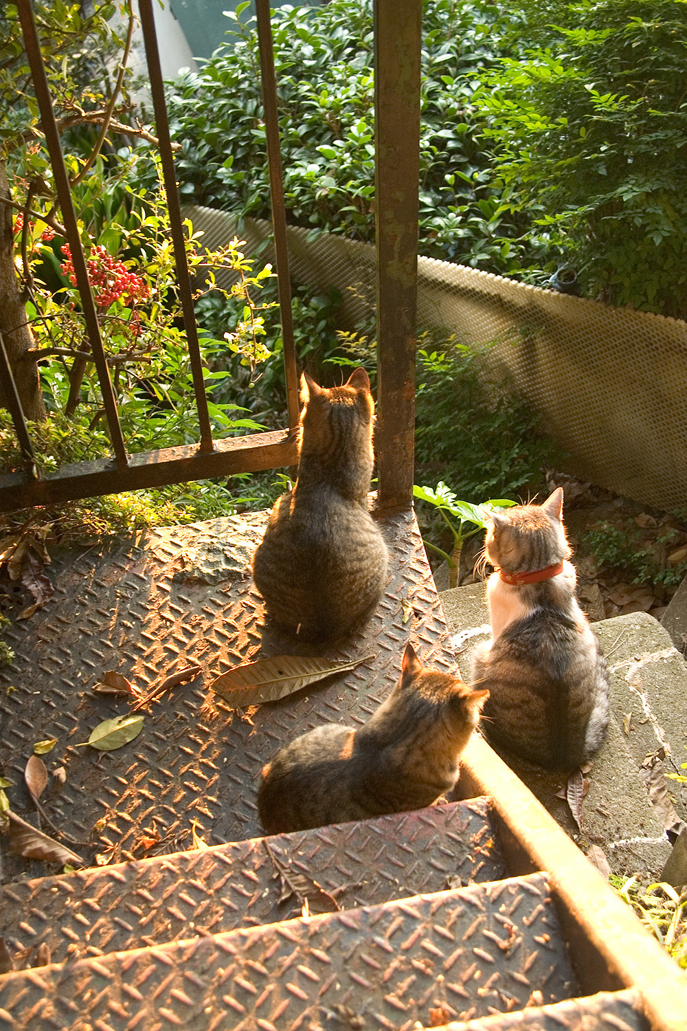宮崎剛老师镜头下的猫猫们 ​​​