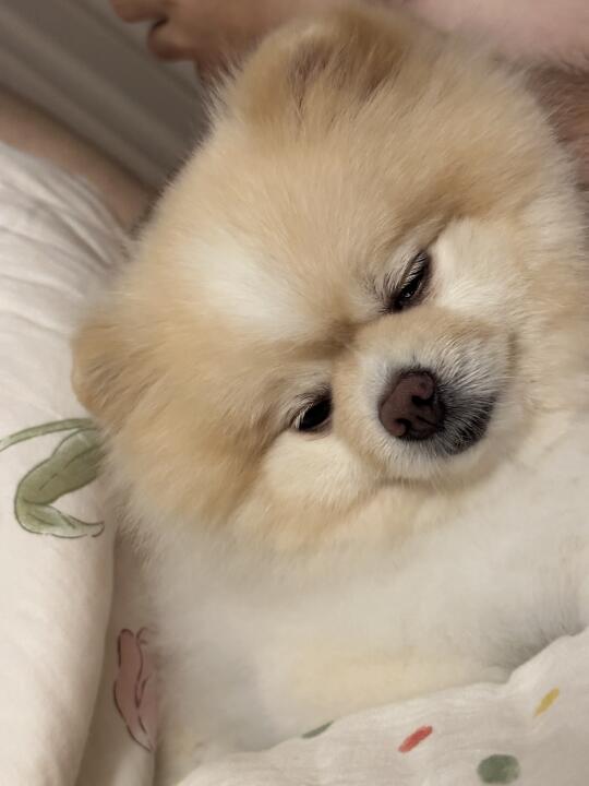 熬夜，狗都不熬！
