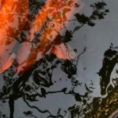 每日一善 一池静水落满艳红花瓣，锦鲤自在悠游穿梭其间。撞见这般温柔景致，常怀善意