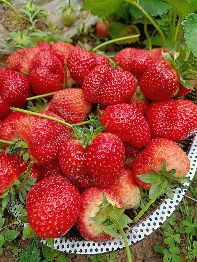 祝我们：" 莓病 莓灾 莓烦恼 "🍓 ​​​