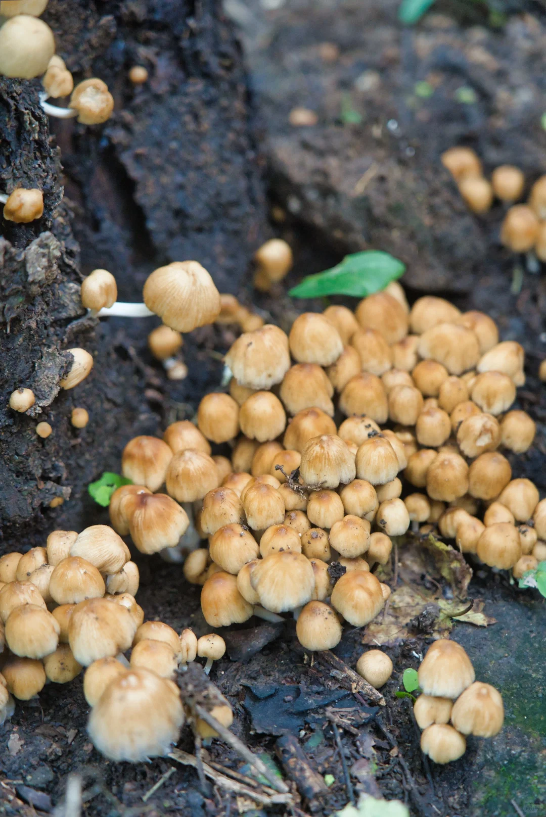 京郊初秋清补凉，徒步溯溪采蘑菇🍄‍🟫