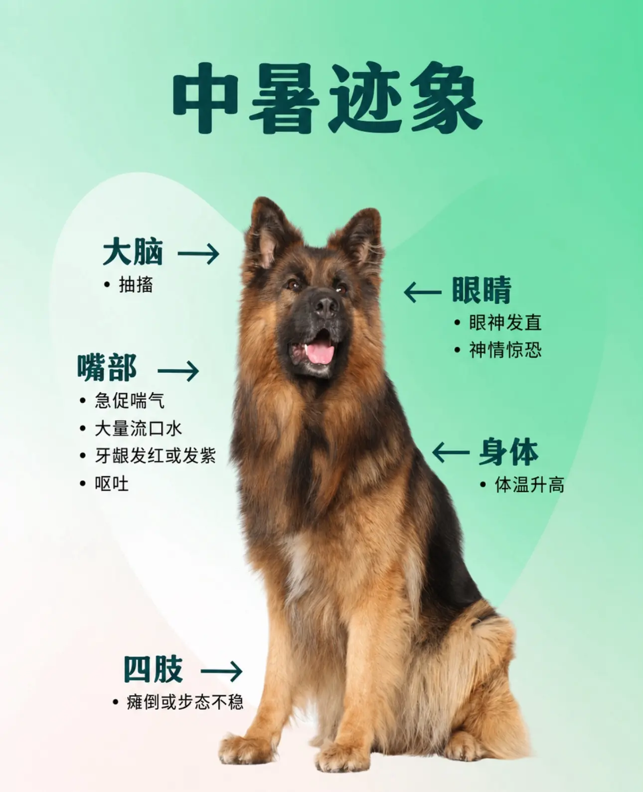 掌握急救方法就能及时挽救狗狗生命。高温极易让狗狗快速中暑，掌握急救方法...