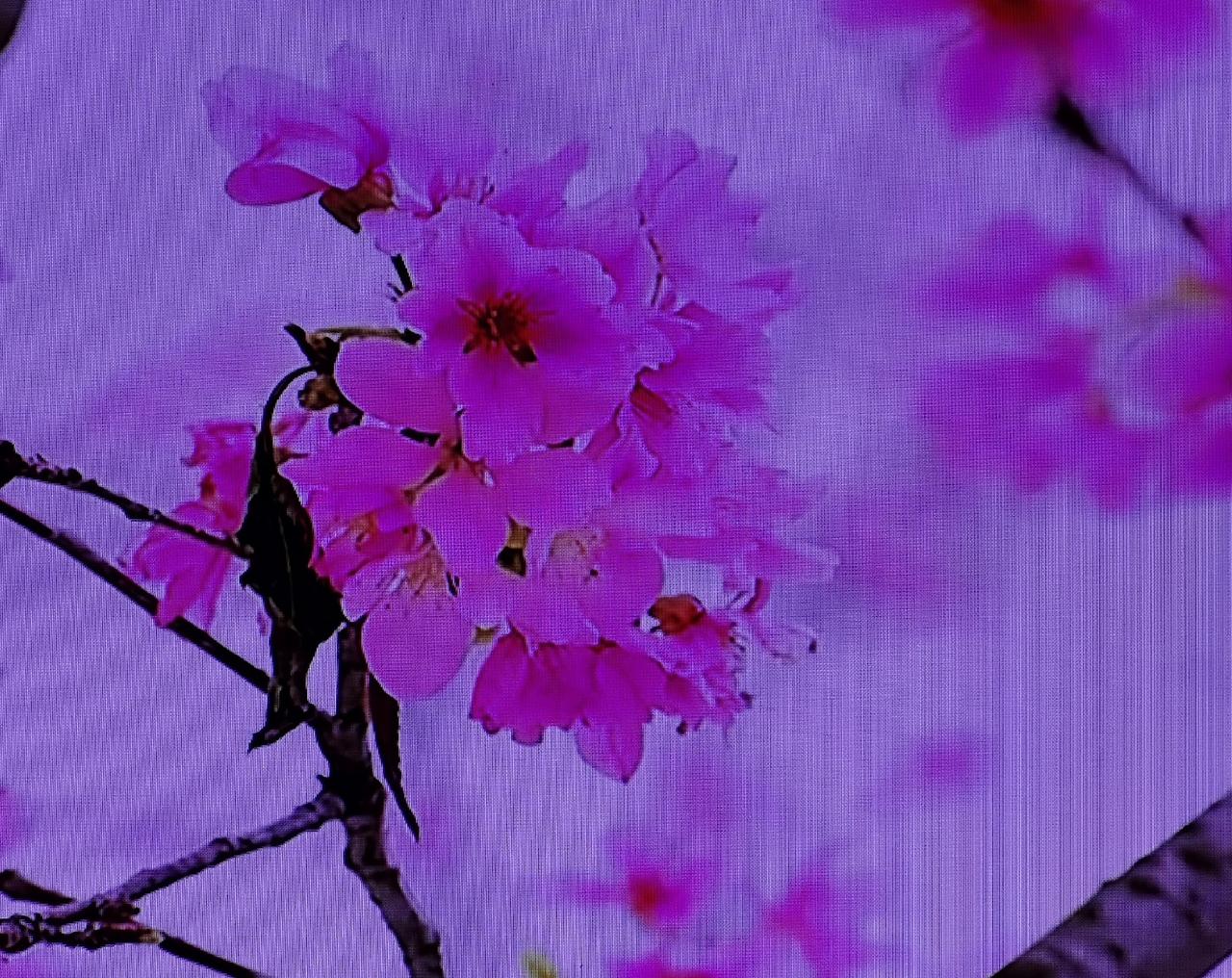 今天是阴历二月二十三，我在老家辽南过生日。一大早我媳妇就从丹东给我发来一个888