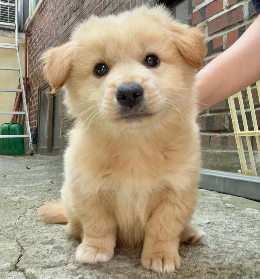 这是小狗阿黄，接下来的日子你们要好好相处哦 