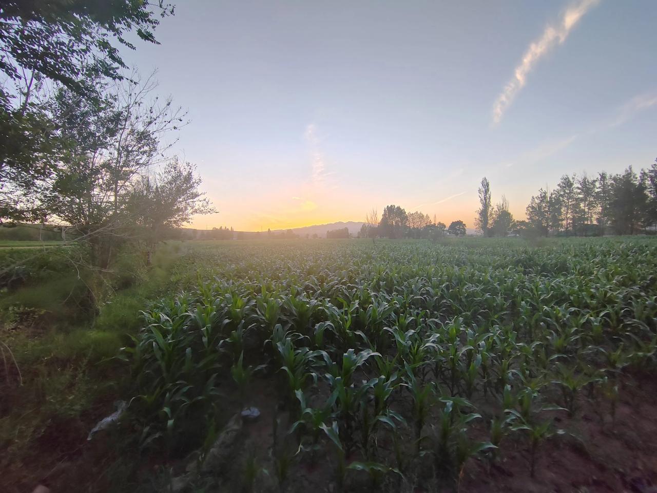 夕阳余晖照，庄稼摇曳香。希望的田野享微凉！#美丽的庄稼地# #田地里的美# #赏