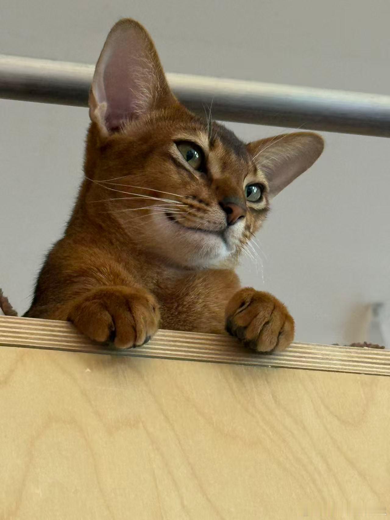 邪恶小猫咪，心里在谋划什么呢[喵喵] ​​​