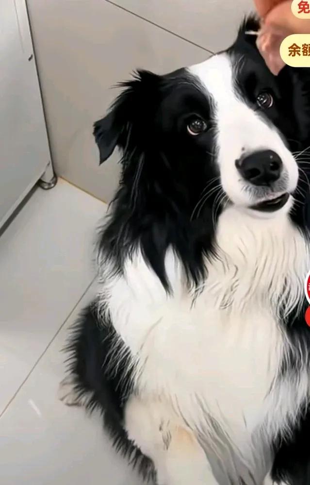 女子想喂孩子肉肉吃，孩子望在旁边挺的着急，女子说我先喂狗子吃，
你看着，对着狗子