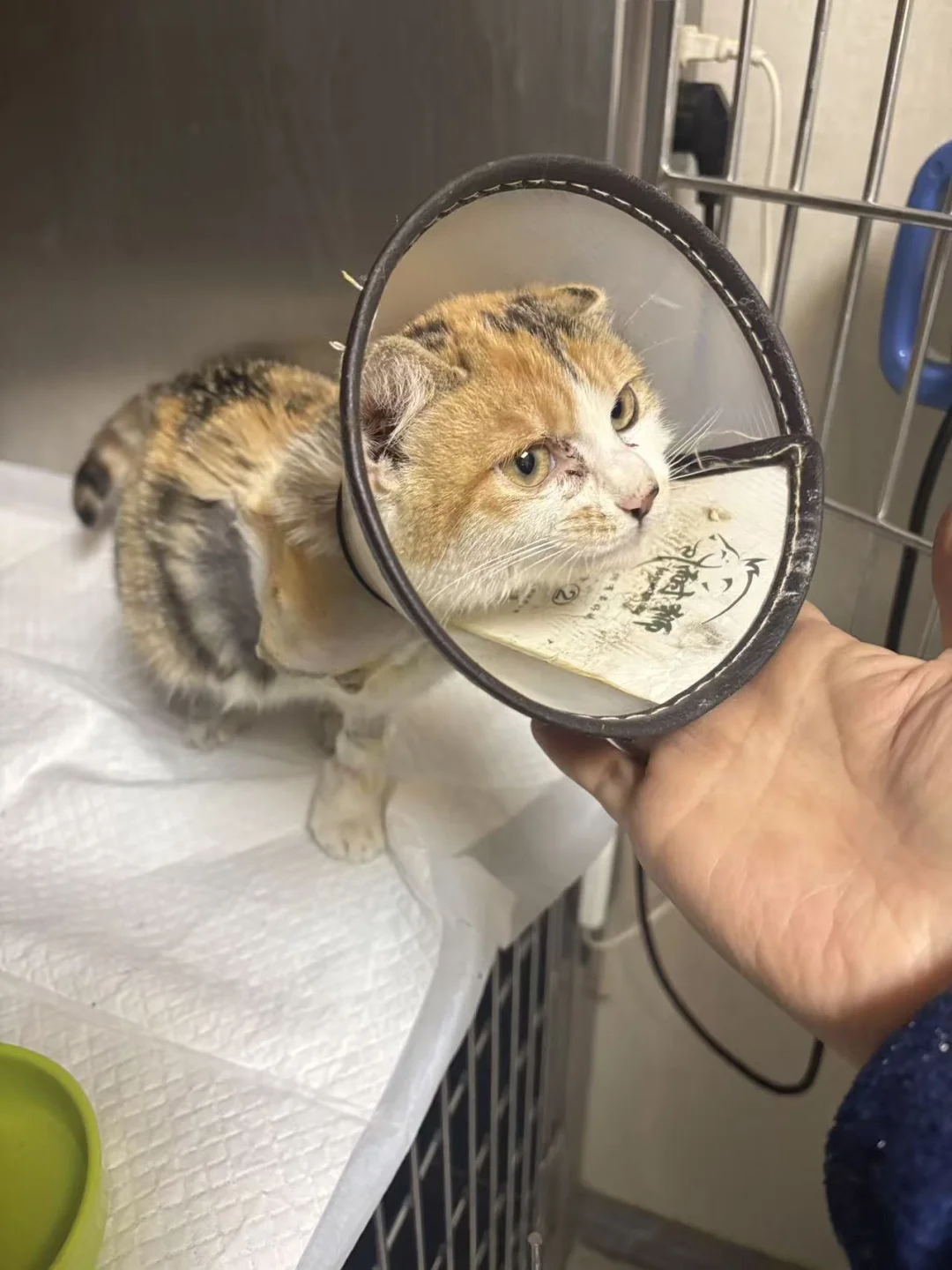 人，咪来卖垃圾袋救胖胖哥哥啦！