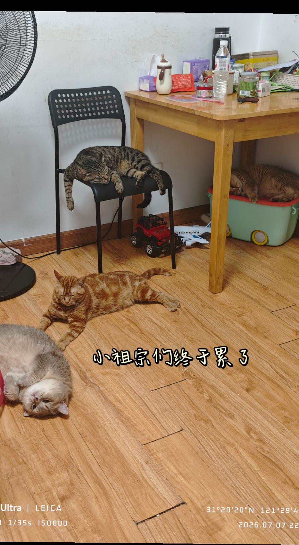 猫咪那些事 跟你们不养猫的说不清楚 评论区看看你们的猫