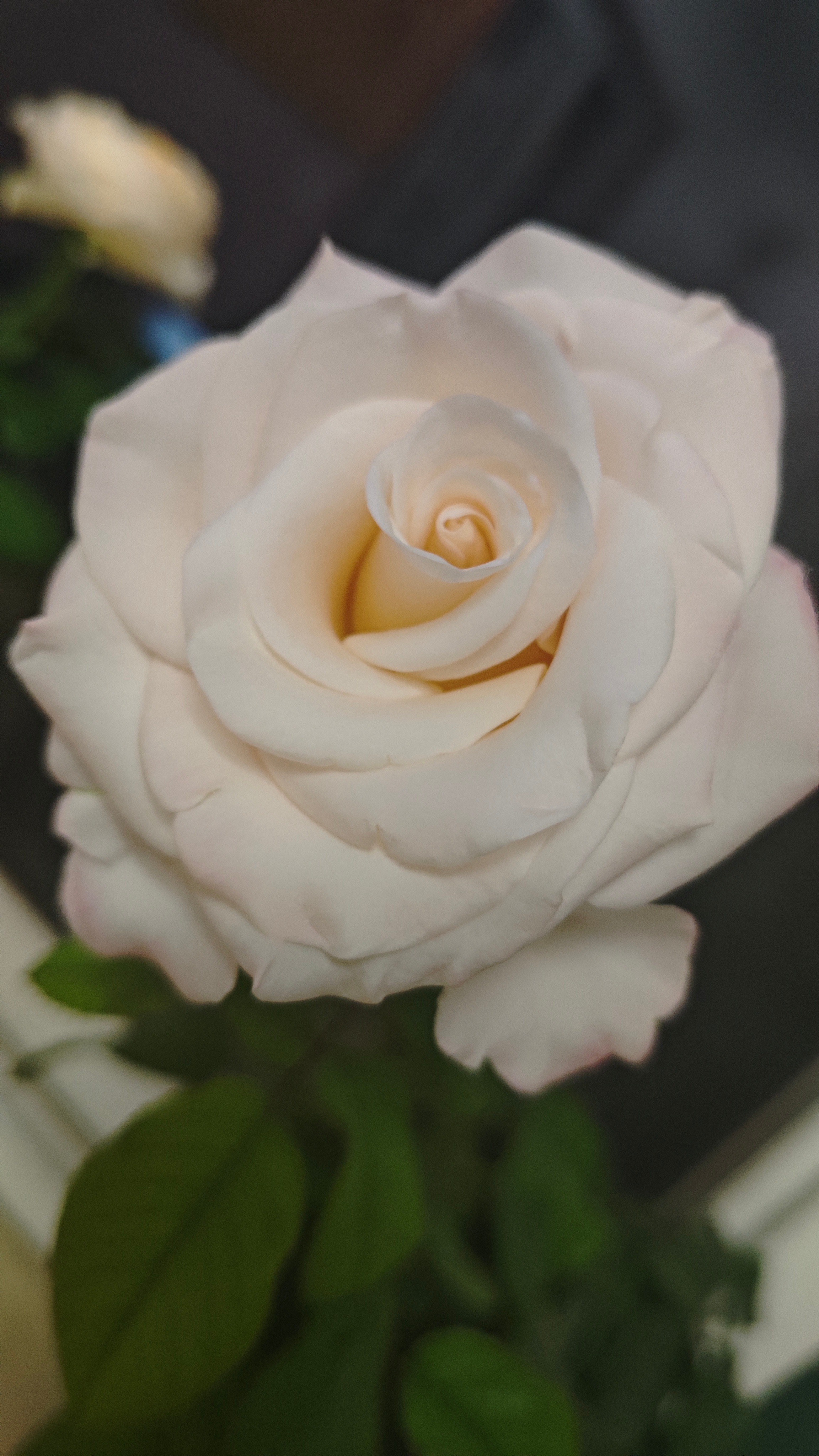 我是不是很久没有发我的花了？[送花花] ​​​