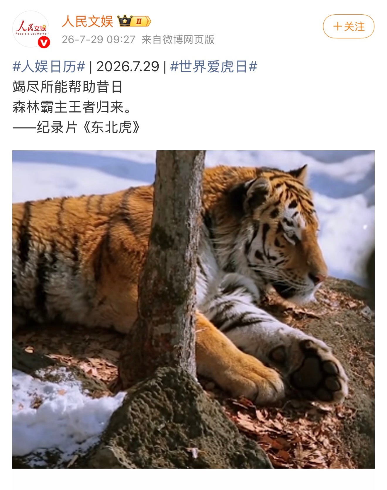 今天是爱虎日！！！