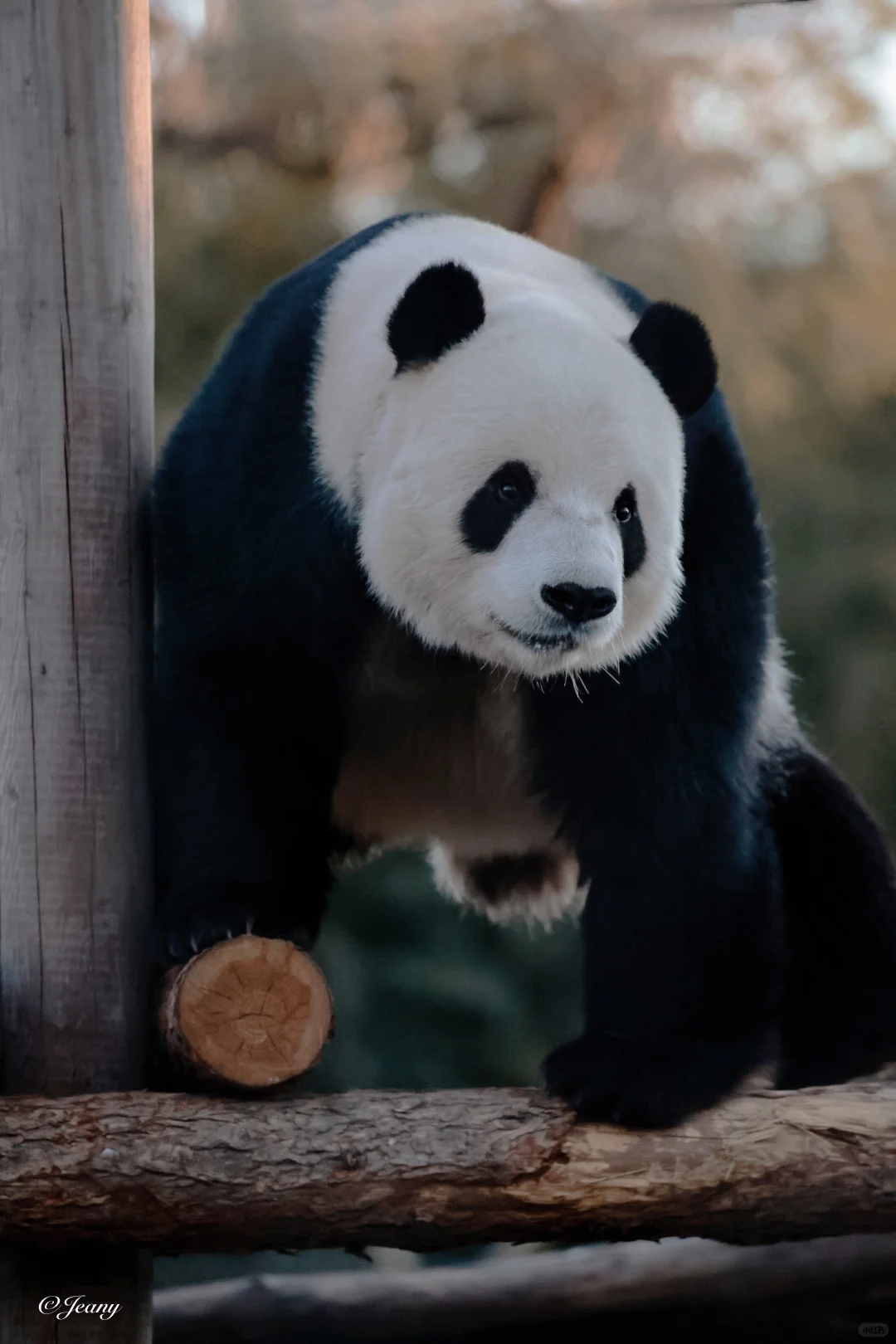 2025.1.6萌二的镜头感真好每个角度都帅气🐼