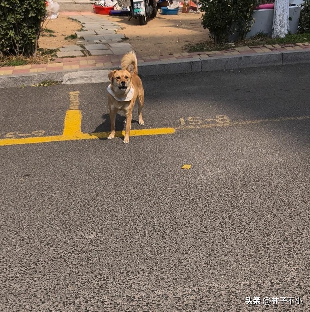 这个问题就是如何做到狗咬不到人，这才是重中之重。
如果人人都能文明养狗，这个问题