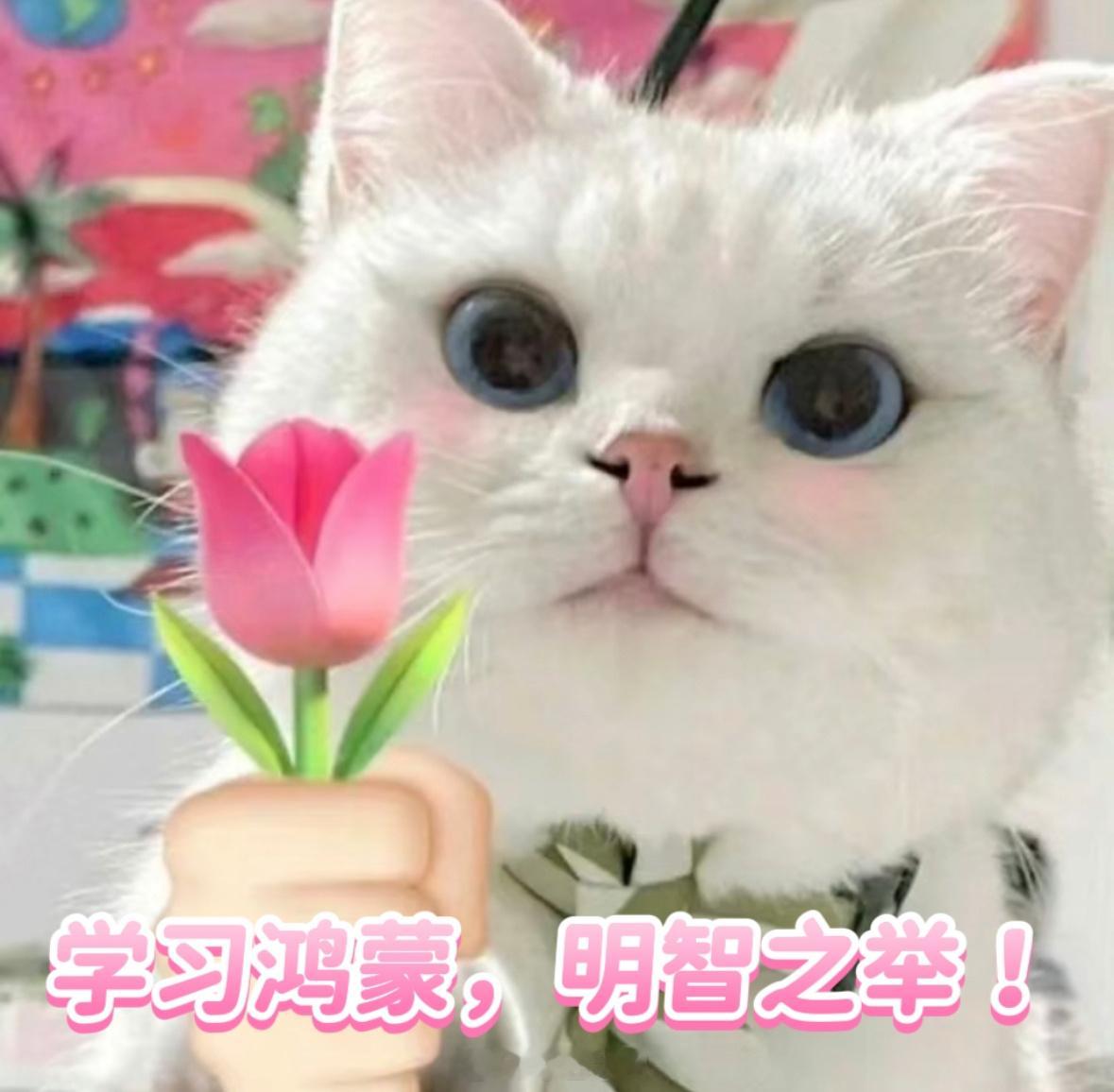 朋友们！敲黑板啦！现在就业竞争这么激烈，学鸿蒙绝对是个先见之明。鸿蒙技术人才缺口