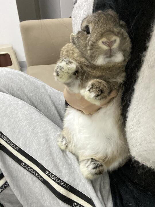 谁敢给兔兔剪指甲