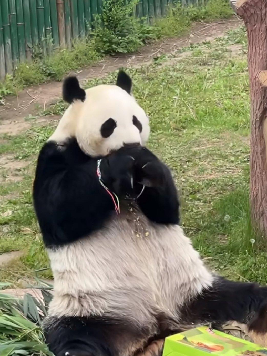 大熊猫端午带五彩绳端午佳节，动物园的大熊猫也安排上专属仪式感，圆滚滚的团子颈间系