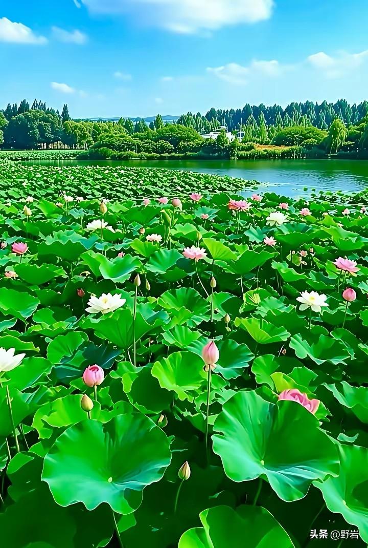人到晚年，守住九份清醒，晚年方能安稳舒心
 
1. 晚年独居，守住一方自在天地