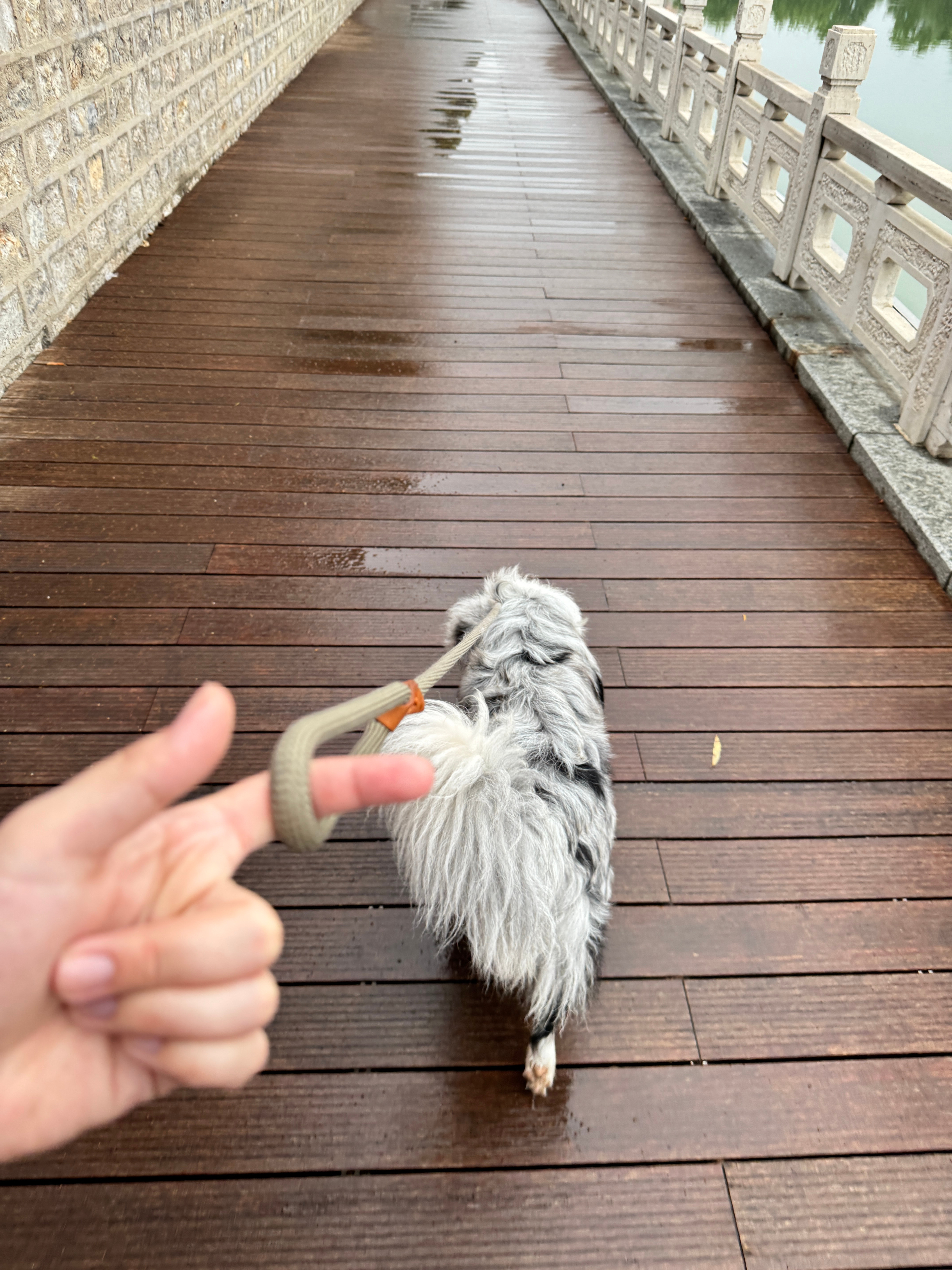 谁懂这个遛狗的含金量