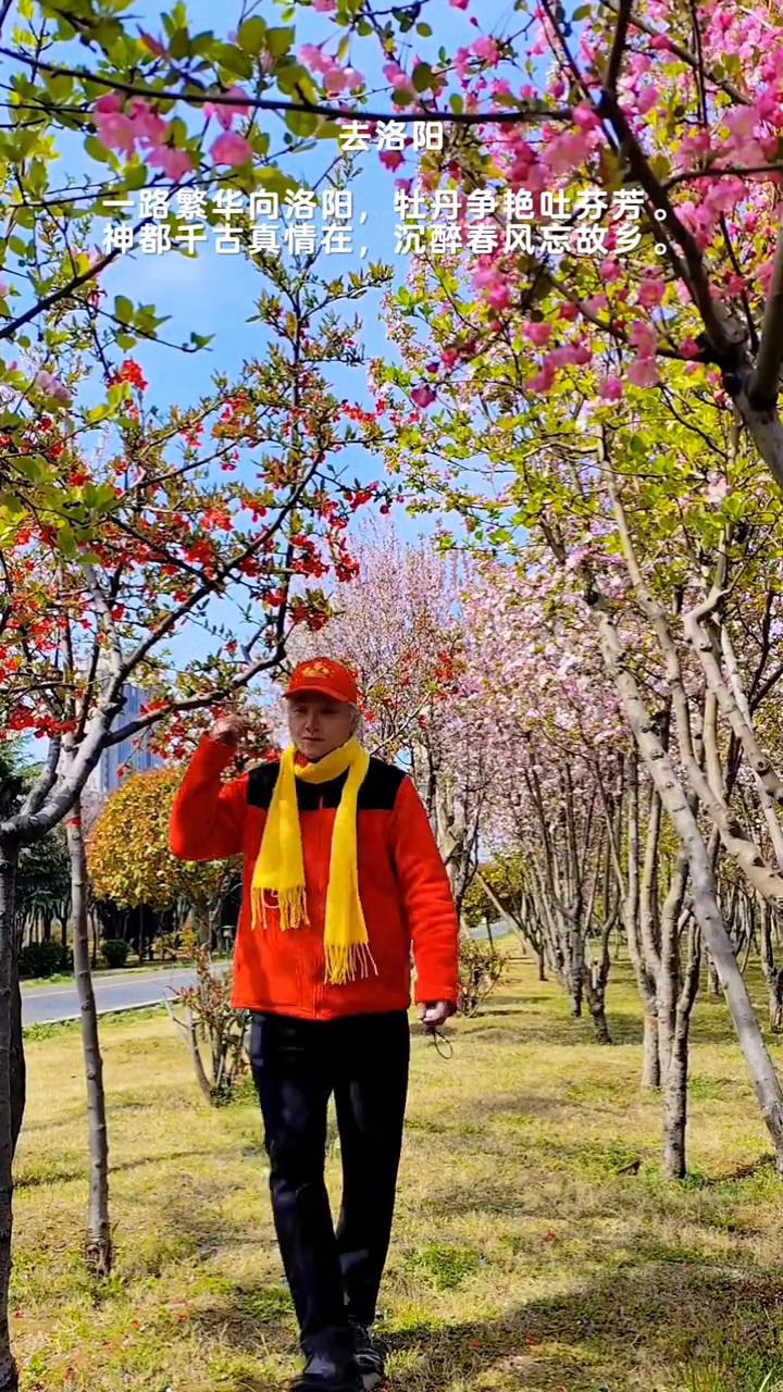去洛阳。
路繁华向洛阳，牡丹争艳吐芬芳。神都千古真情在，沉醉春风忘故乡。一路繁华