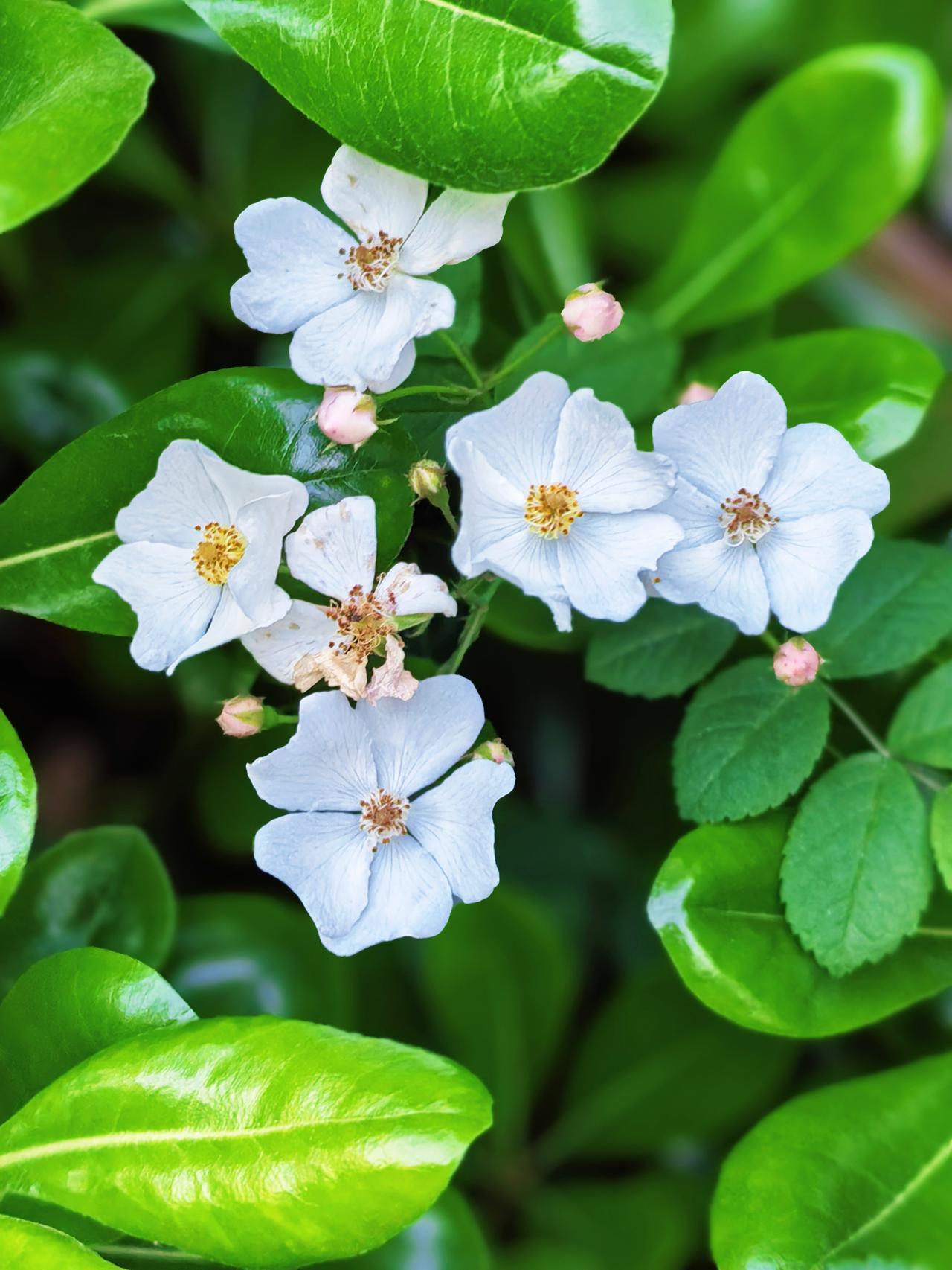 风穿过巷口，
捎来半城花信。
春有约，花不误，
我们也别辜负。