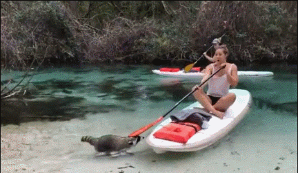 图1：干脆面几个意思啊？偷拿了人家什么东西？

图2：这么多鱼，趁它们不注意偷偷