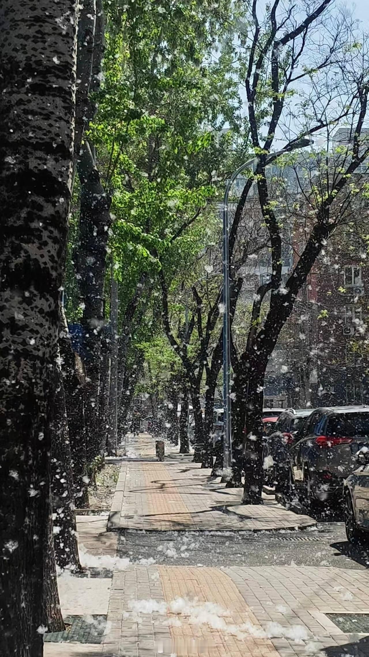 四月北京限定：四月飘雪（不是），杨柳飞絮。希望白毛能被制裁，过敏人士真的谢北京治