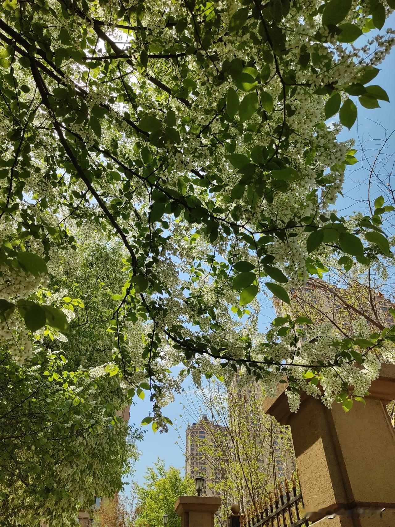 尽管现在哈尔滨也暖和了，我每天晚上睡觉前还是要灌一个热水袋。这个热水袋不是为了取