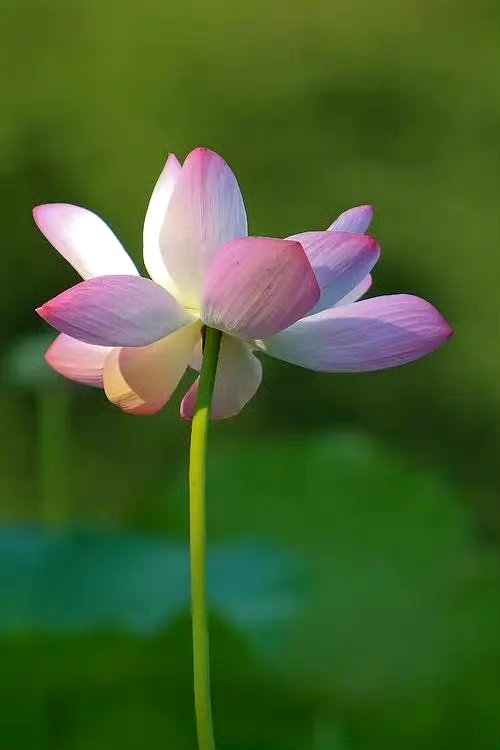 “万般风水，不如一颗善心；千般布局，不如一身坦荡。” 