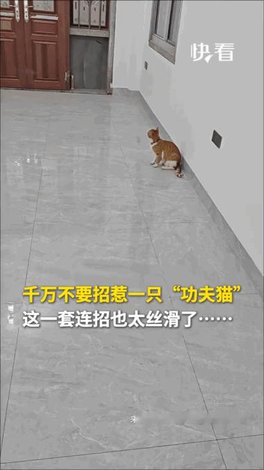 见过“功夫熊猫”，想必大家很少见过“功夫猫”吧！这只小猫凭借一套行云流水的“功夫