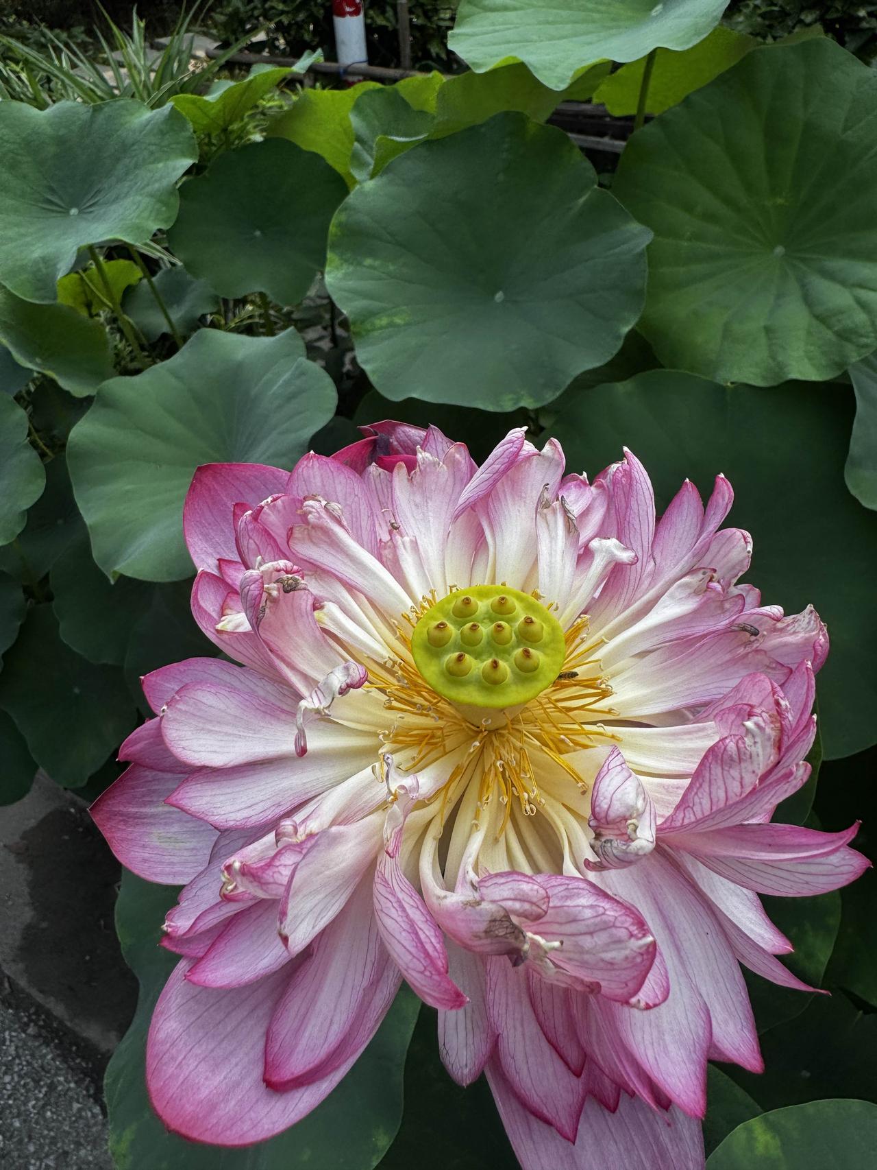 晒一晒养的花粉白花瓣层层舒展，嫩黄花丝环绕青绿莲蓬，夏日荷花藏着独一份温润清雅。
