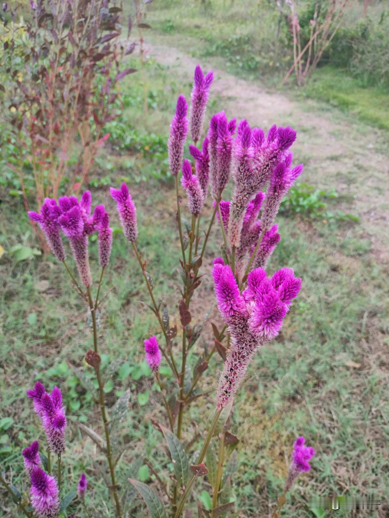 红叶青葙
红叶青葙相比青葙，花色更浓艳，花形更接近鸡冠花，植株更高大，叶子紫红色