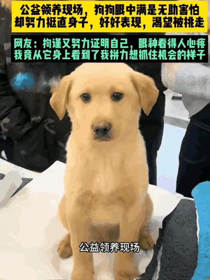 汪汪届最乖的小汪汪，看着好令人心疼啊！
眼神又委屈又害怕又迷茫，却又故作坚强，这