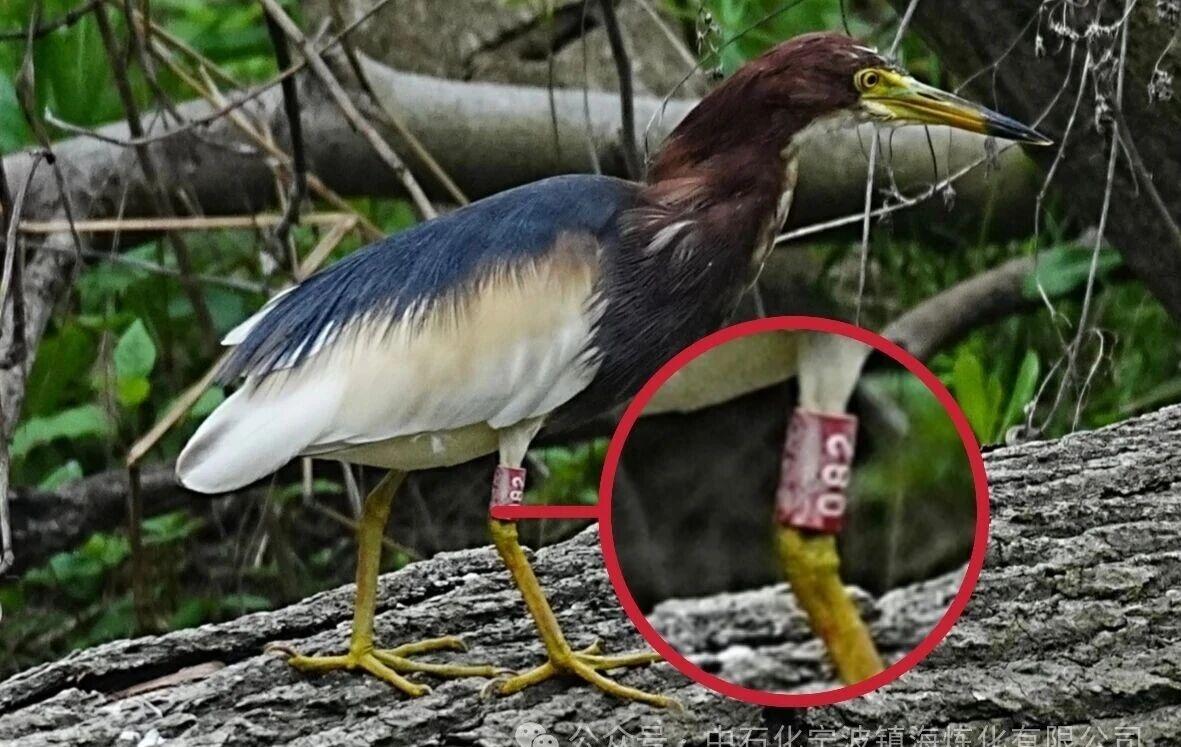 一只身姿优雅的池鹭，在野外捕鱼……一张看似平平无奇的照片，这几天却让宁波镇海炼化