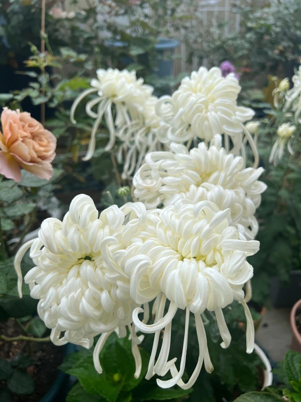 瑞云殿
菊花届的“白月光”，白色的花朵圣洁高雅、仙气飘飘。管状花瓣，末端微卷，更