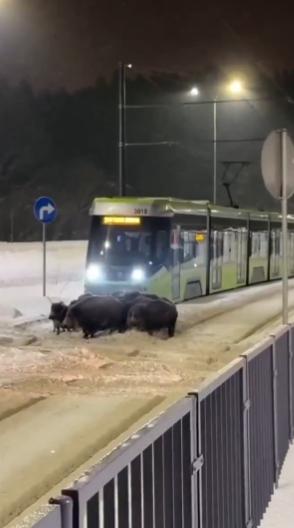 【在波兰，一群野猪阻碍了有轨电车的通行。 奥尔什丁市约有十只动物阻碍了电车长时间