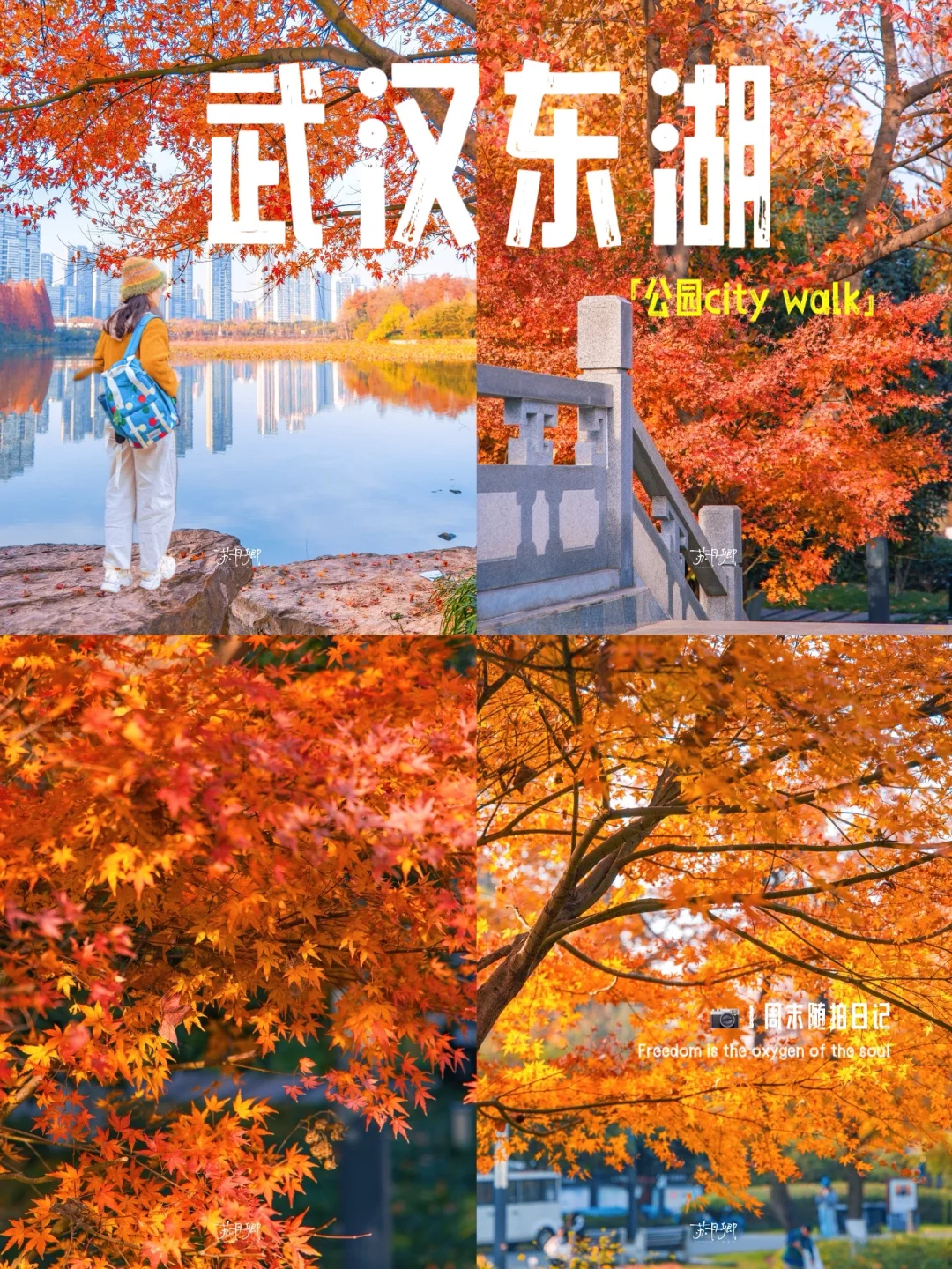 武汉东湖‼️你不知道的红枫机位｜收藏等明年