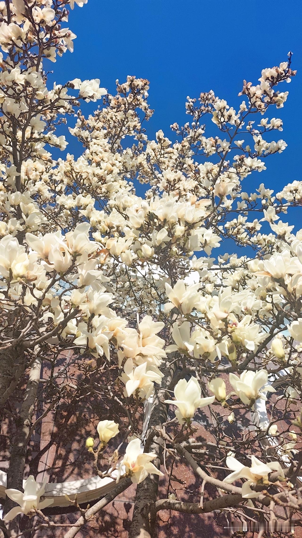 再拍玉兰花～
中国板栗博物馆后院
白玉兰和红玉兰
朵朵莹润，竞相绽放
 [玫瑰]