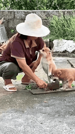 调皮捣蛋的小狗