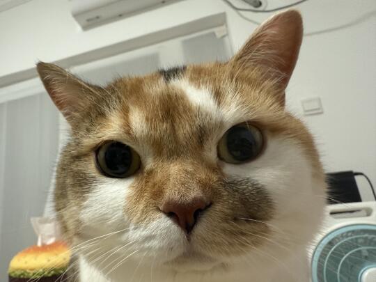 咪咪猪日常
