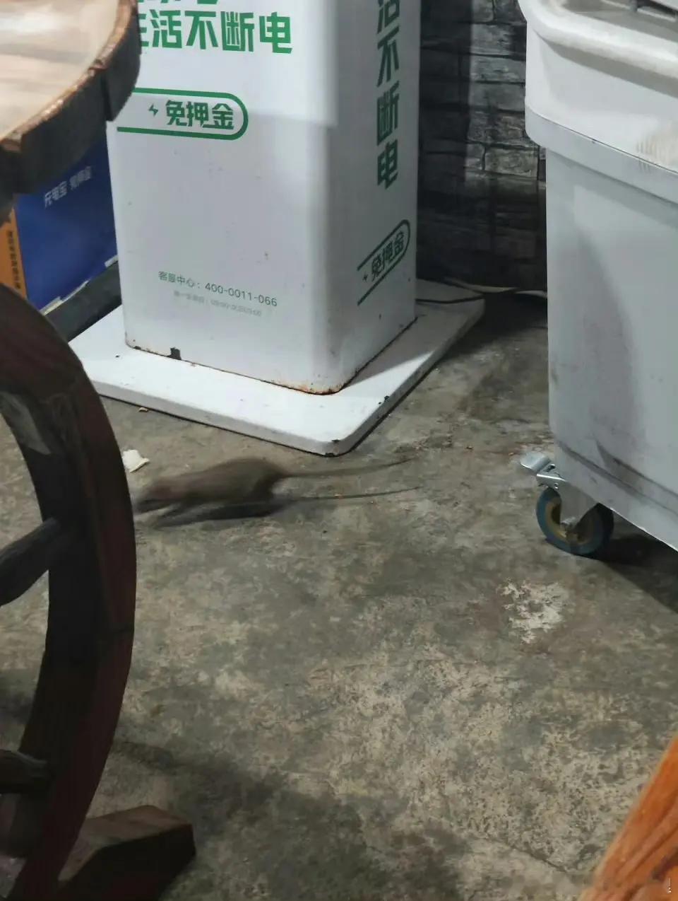 网友说王鹤棣家炸串店卫生差 好多人都说有老鼠啊啊啊啊啊啊啊！！！！ 