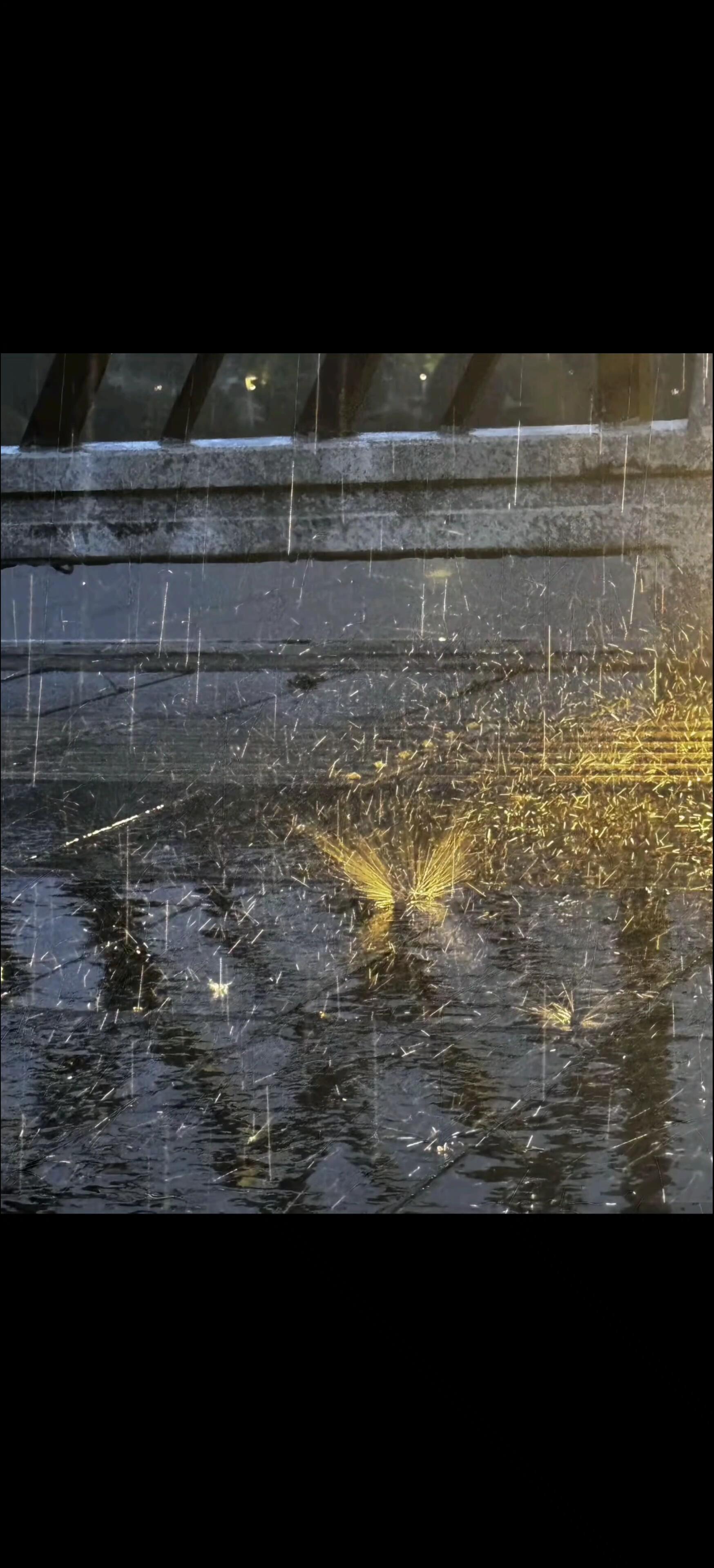 原来真的有雨蝶🦋 