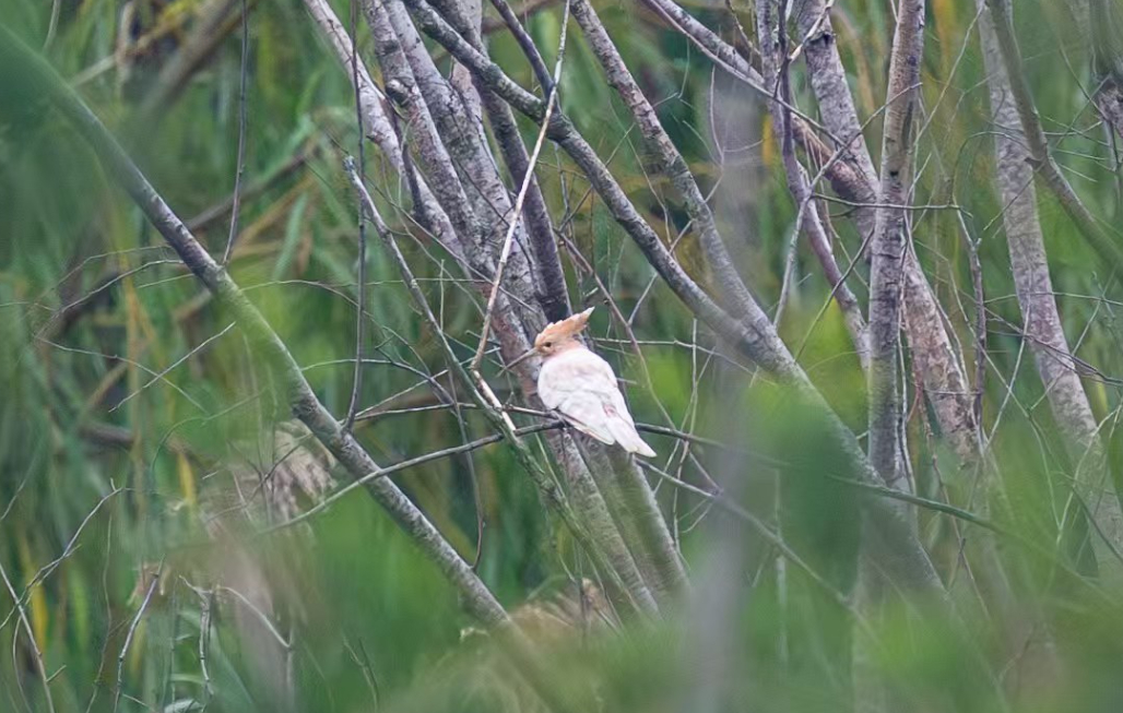 【#今年首月巢湖区域观测到146种鸟类#】#环巢湖区域近两年记录鸟种数超300种