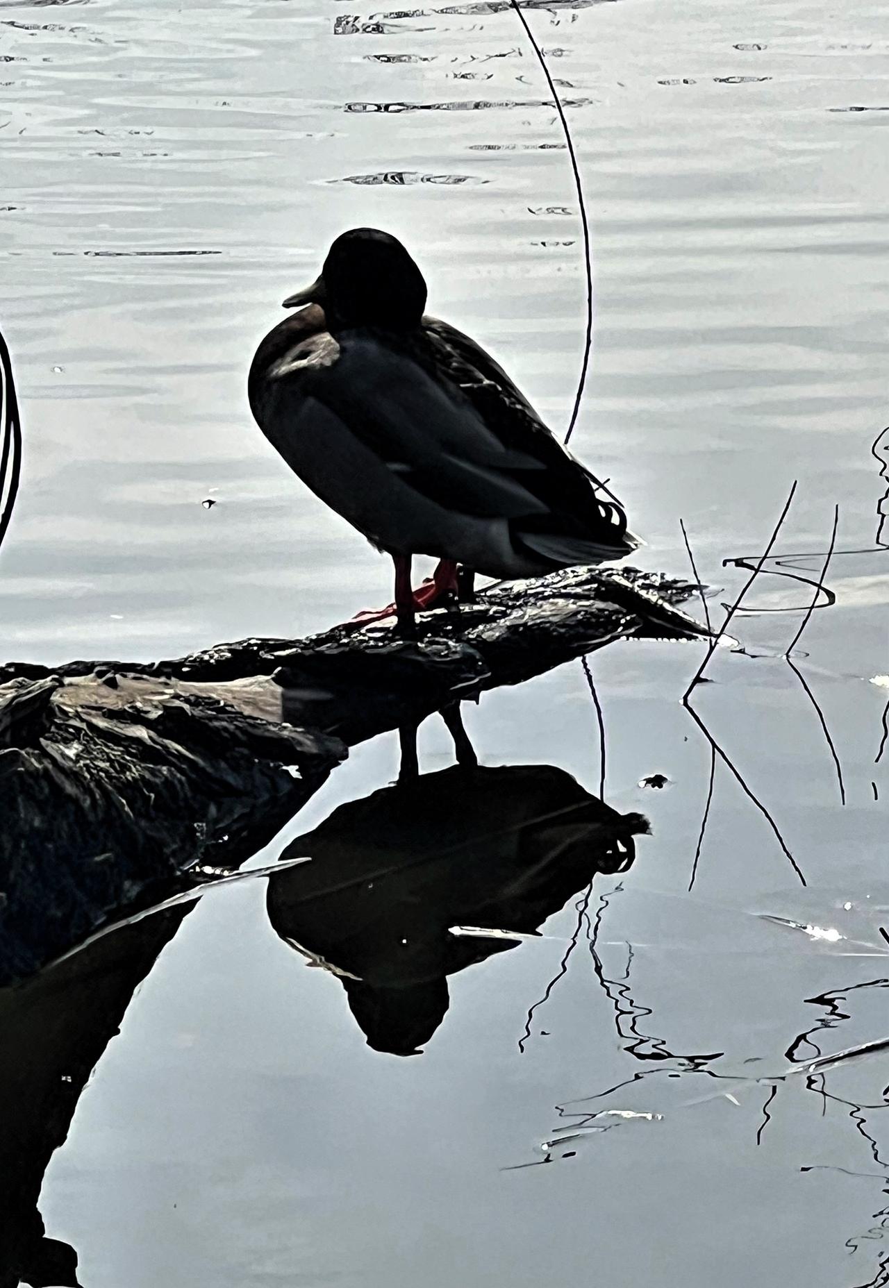 看看你拍的鸟儿