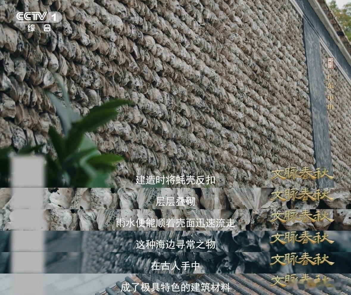 蚝壳砌的墙太震撼了 海底沉积的千年蚝壳，被广东人挖出来砌成了墙。黄氏大宗祠，明万