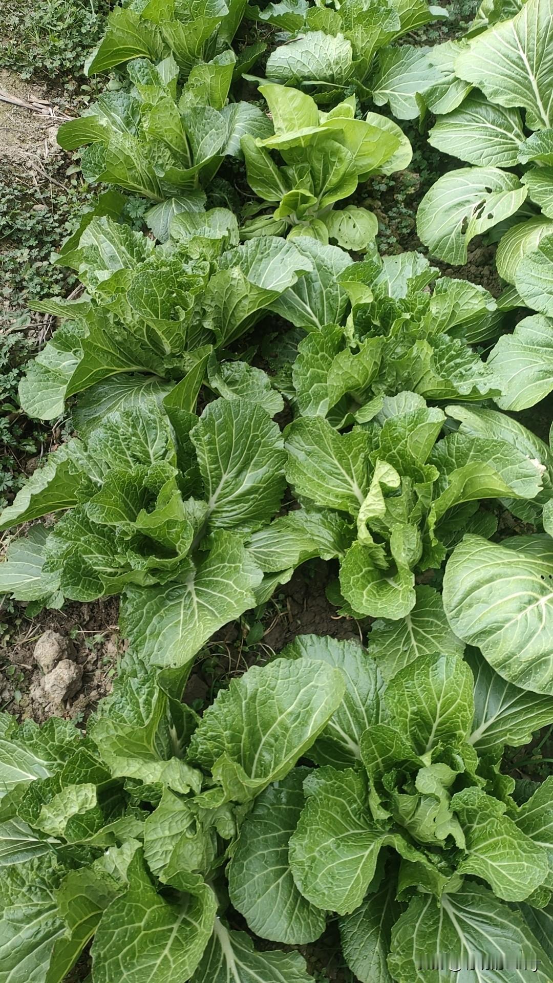 我家的小菜园，没有多少菜，但是是我自己第一次种的